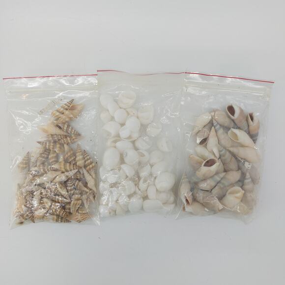 Craft DIY Sea Turris Shells Polinices Mamilya Grey Ballia - Picture 1 of 11